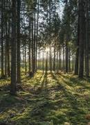 New format in Lithuania - "Meditation in Anykščių šilely"