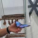 Papilio Mirabilis -Exhibition of tropical butterflies in Anykščiai 