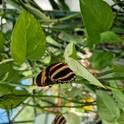 Papilio Mirabilis -Exhibition of tropical butterflies in Anykščiai 