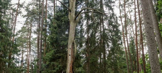 The Hollow Pine Tree